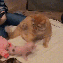 Кошачьи гифки Кошачьи гифки