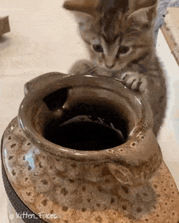 Кошачьи гифки Кошачьи гифки