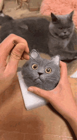 Кошачьи гифки Кошачьи гифки