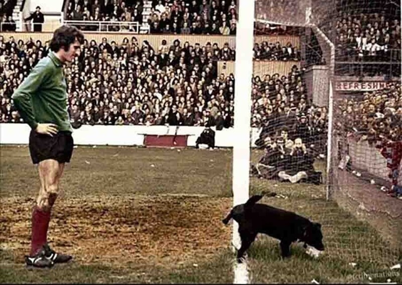 Голкипер "Ливерпуля" Рэй Клеменс терпеливо дожидается, когда собака справит все свои дела на штангу его ворот, 1972 год