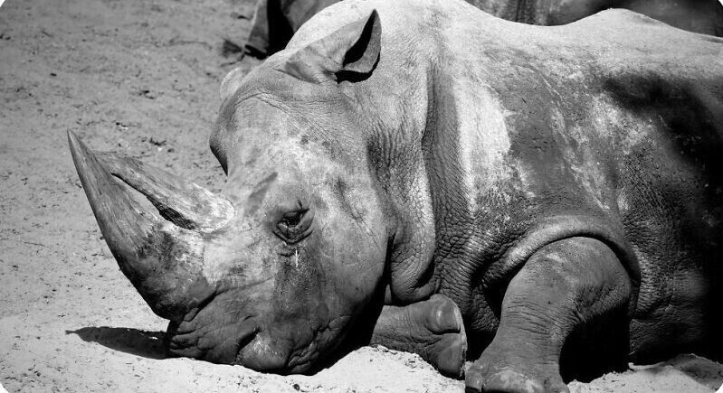 18. Северный белый носорог - фактически вымерший на сегодня вид (осталось всего две самки). Этот вид существовал 55 миллионов лет, пережил ледниковый период, землетрясения и падения метеоритов, но не смог выжить рядом с людьми