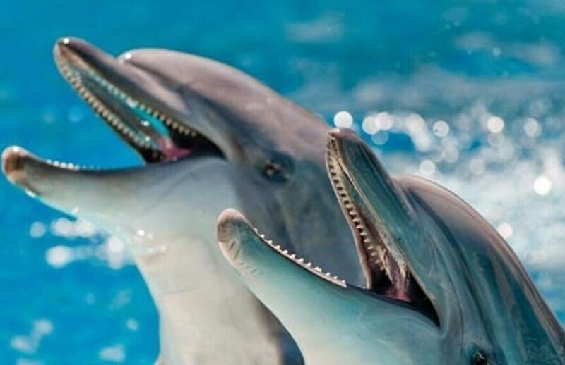 2. В институте морских исследований млекопитающих (Миссисипи) дельфинов учили собирать мусор, попадающий в бассейн, и отдавать его людям в обмен на награду (рыбу)