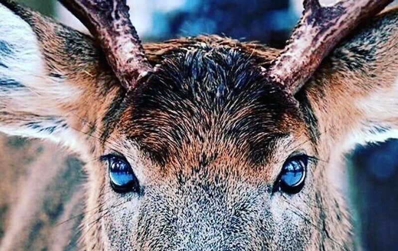 23. У оленей в зимнее время года синеют глаза, чтобы животные могли лучше видеть в условиях пониженной освещенности