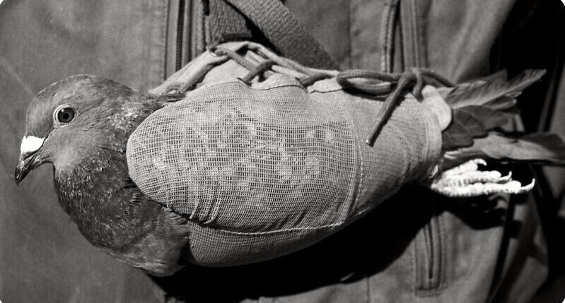 15. Во время Первой мировой войны почтовая голубка по кличке Шер Ами была ранена в грудь, лишилась глаза и лапки. И все же она сумела доставить сообщение, которое спасло жизни 194 солдат