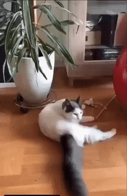 Кошачьи гифки