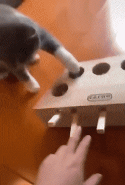 Кошачьи гифки