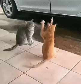 Кошачьи гифки