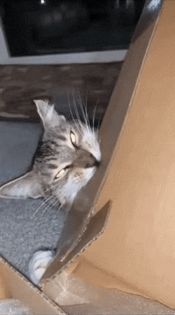 Кошачьи гифки