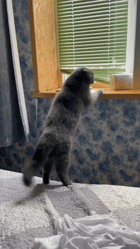 Кошачьи гифки