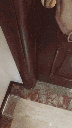 Кошачьи гифки