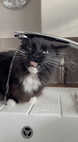 Кошачьи гифки