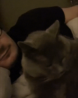 Кошачьи гифки