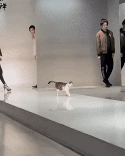 Кошачьи гифки