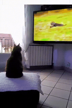 Кошачьи гифки