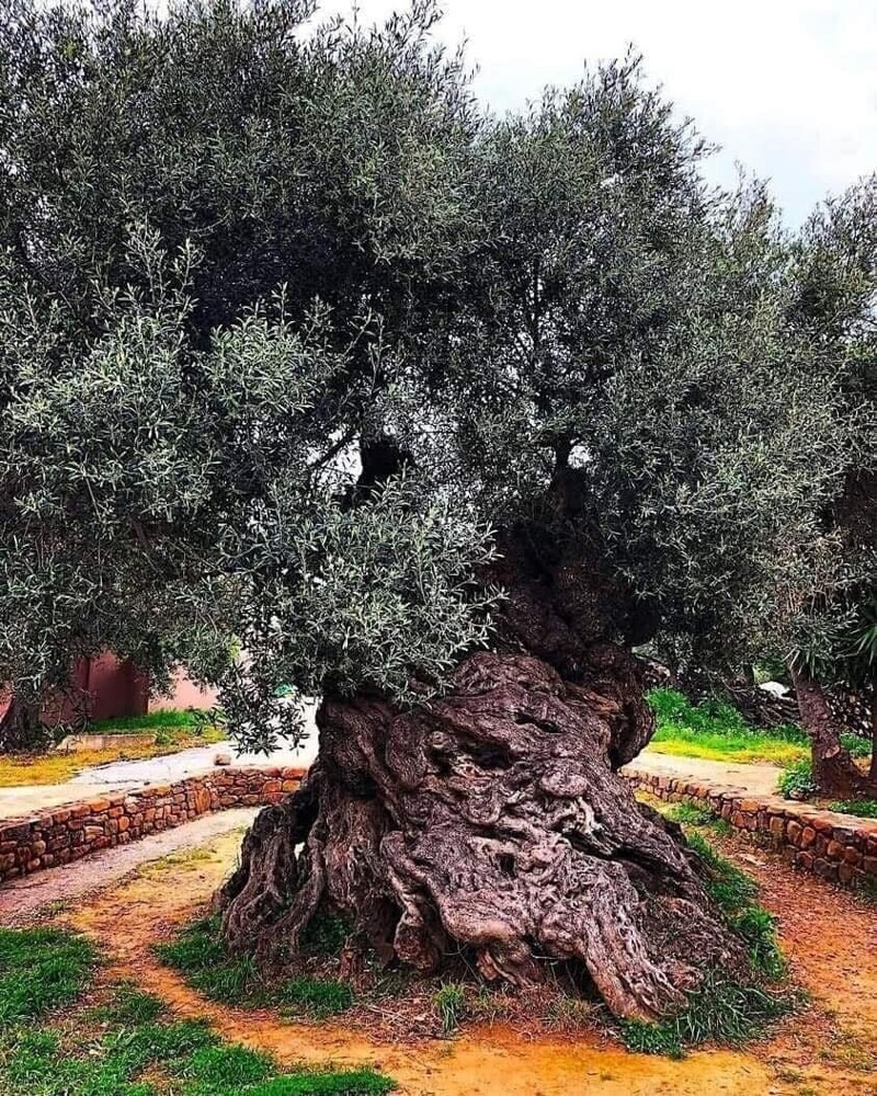 Самое старое оливковое дерево в мире, примерно 3500 лет. Остров Крит