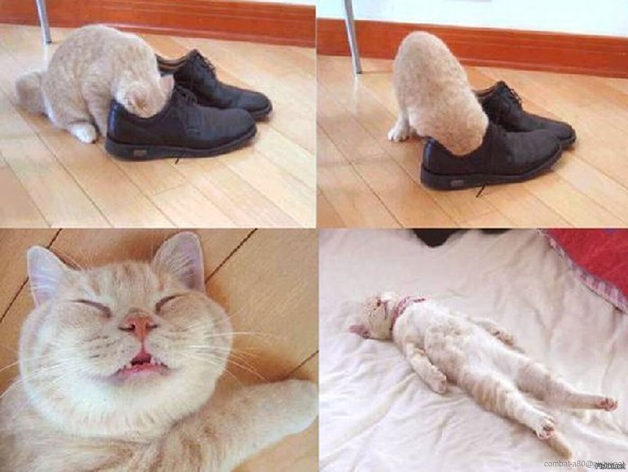 Кот и вонючие носки
