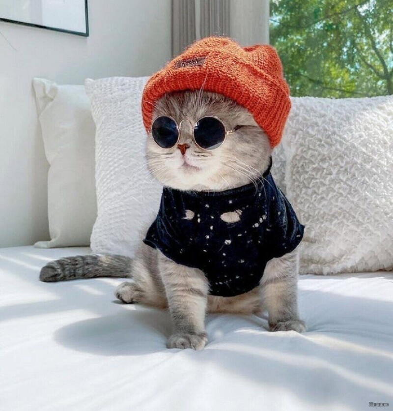 Модные котики картинки