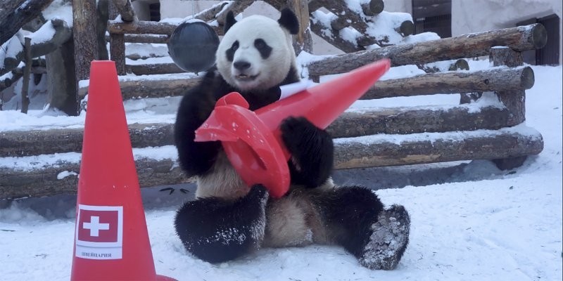Панды в Московском зоопарке предсказали победителей зимних Олимпийских игр