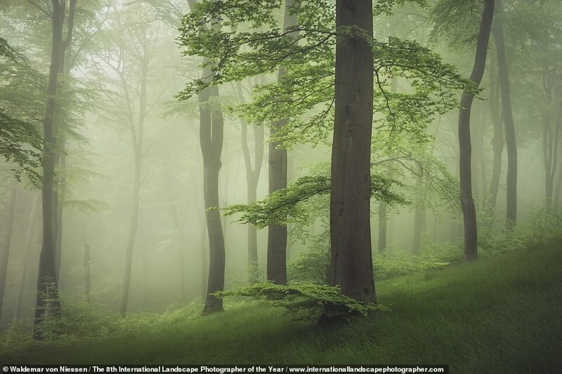Тевтобургский лес в местечке Северный Рейн-Вестфалия, Германия. Фотограф Waldemar von Niessen