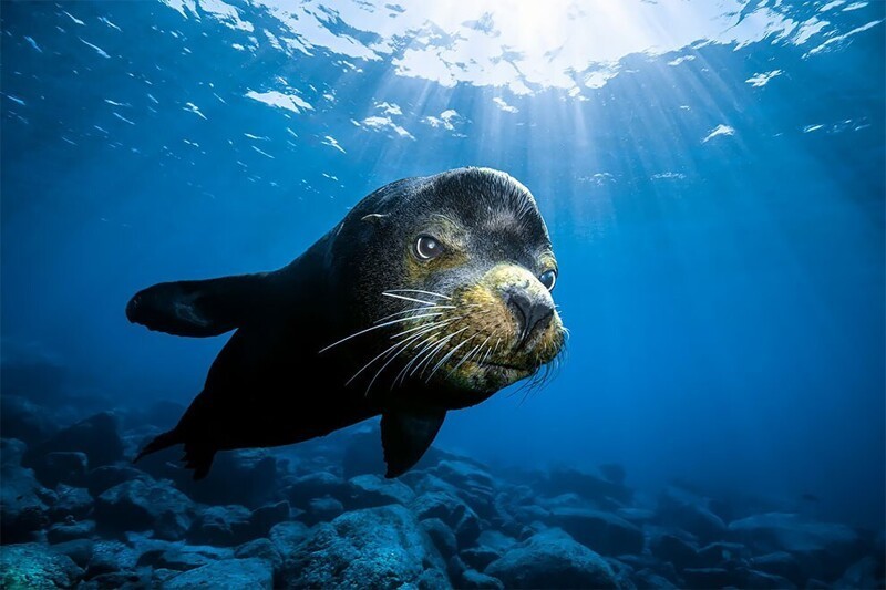«Я здесь главный»: подводная фотография тюленя, сделанная в Исла-Эспириту-Санто, Мексика. Фотограф: Дамир Зураб