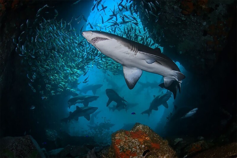 Фиш-Рок, скалистый остров у Саут-Уэст-Рокс в Новом Южном Уэльсе, Австралия, - место обитания находящейся под угрозой исчезновения серой акулы-няньки. Фото: Николя и Лена Реми