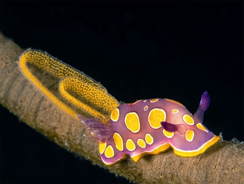Голожаберный моллюск Chromodoris luterosa в период размножения. Фотограф: Вирджиния Салседо
