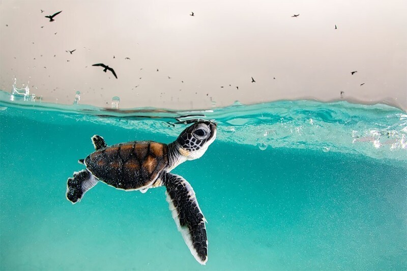 Детеныш зеленой морской черепахи всплывает на поверхность. Остров Херон, Австралия. Фотограф: Ханна Ле Леу
