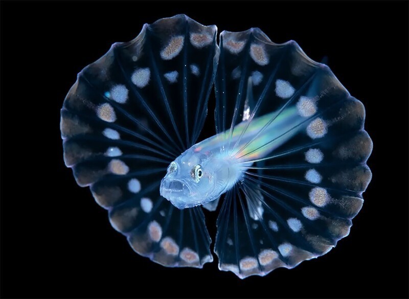 Чтобы замаскироваться от хищников, молодые рыбы-треноги с помощью больших закругленных плавников имитируют медуз. Фотограф: Стивен Ковач