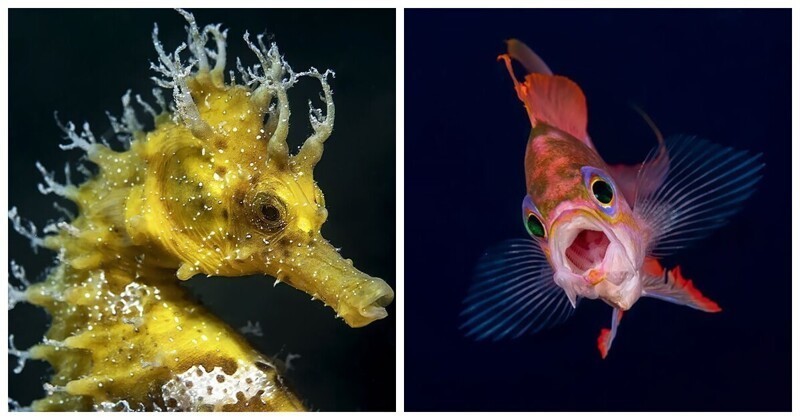 Победители конкурса подводной фотографии Ocean Art 2021