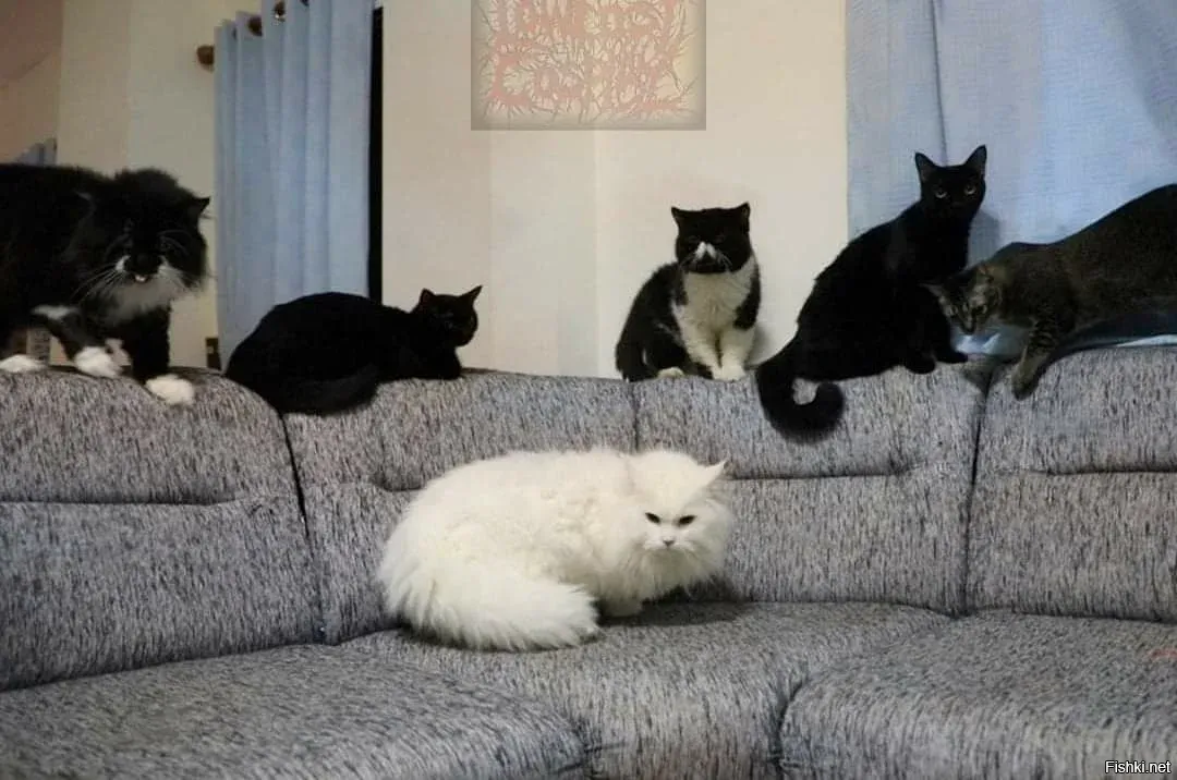 В окружении черных. Коты бригада. В окружении котов. Мем одна белая кошечка в окружении черных. Белая в окружении черных.