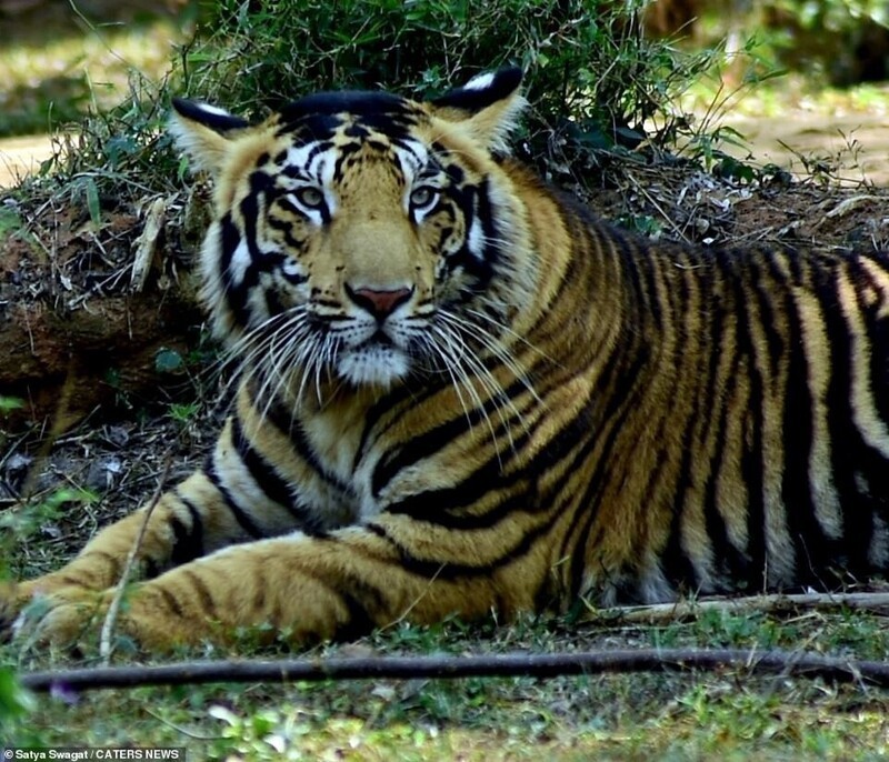 В индийском национальном парке живут тигры с редким окрасом