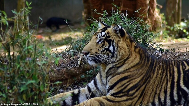В индийском национальном парке живут тигры с редким окрасом