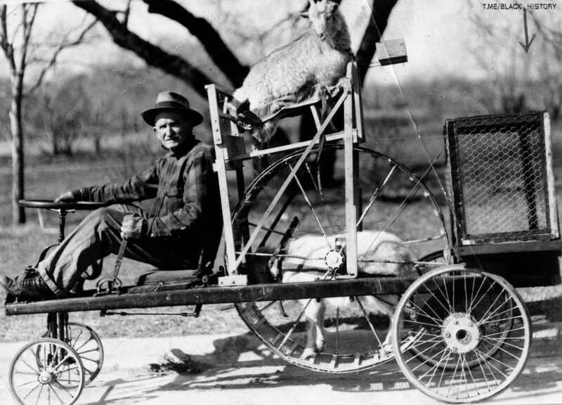 Фермер из Америке едет на своём козло-мобиле. Животное находится в беговом колесе, приводя транспортное средство в движение. Козло-мобиль мог набирать скорость 15 километров в час. Наверху сидит запасной козёл. 1937 год