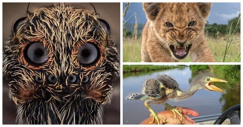 25 потрясающих фотографий дикой природы