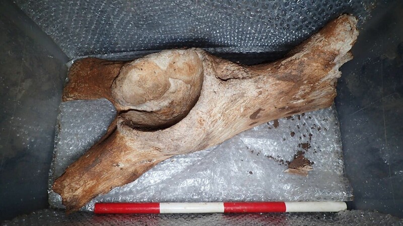 В Англии ученые нашли останки животных ледникового периода