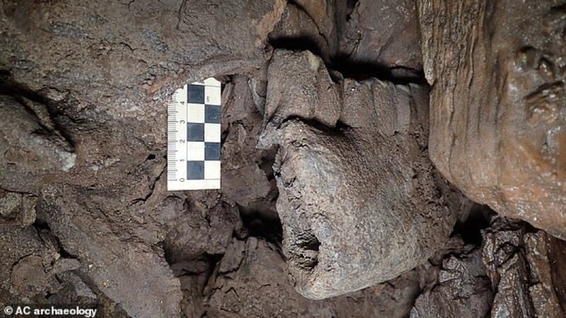 В Англии ученые нашли останки животных ледникового периода