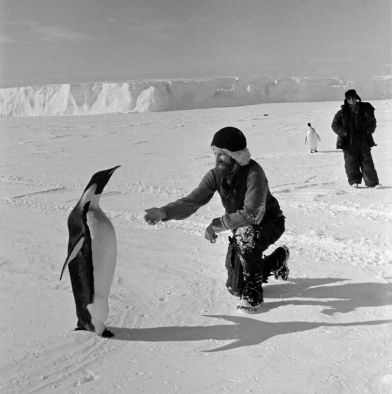 Участник третьей советской антарктической экспедиции биолог В. Макушок с одним из выращенных им императорских пингвинов. Фото В. Богомолова,1959 год