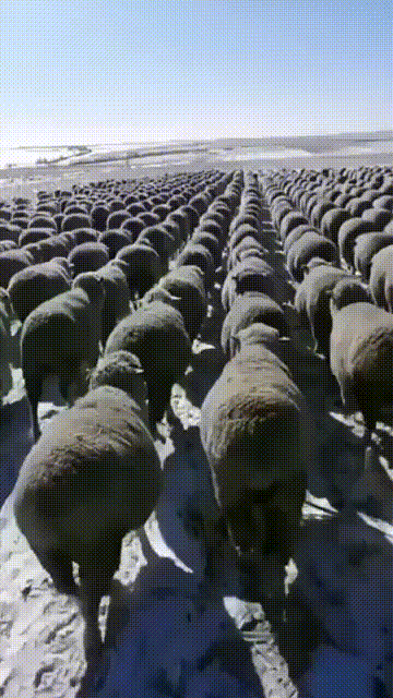 То самое стадо баранов