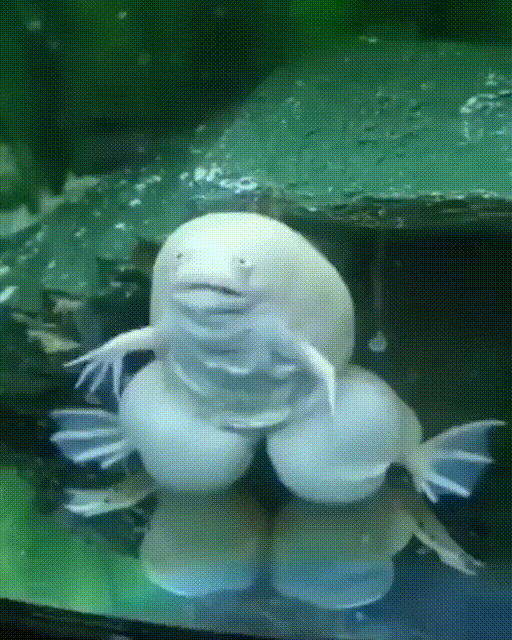 Что-то говорящая лягуха Что-то говорящая лягуха