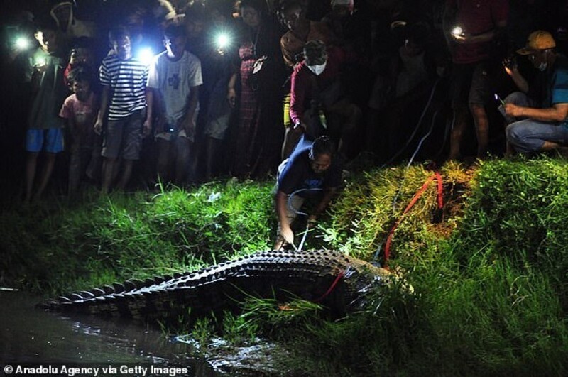 Житель Индонезии спас крокодила, который 6 лет жил с шиной на шее