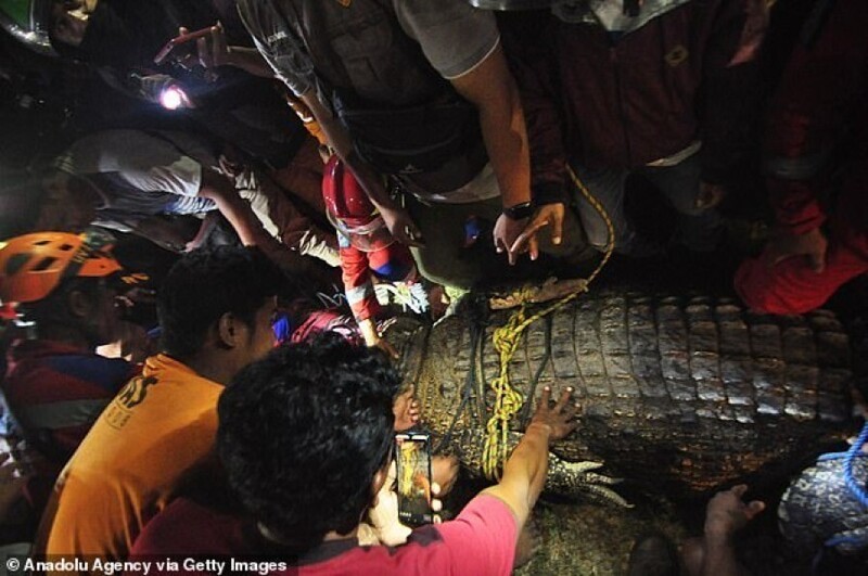 Житель Индонезии спас крокодила, который 6 лет жил с шиной на шее