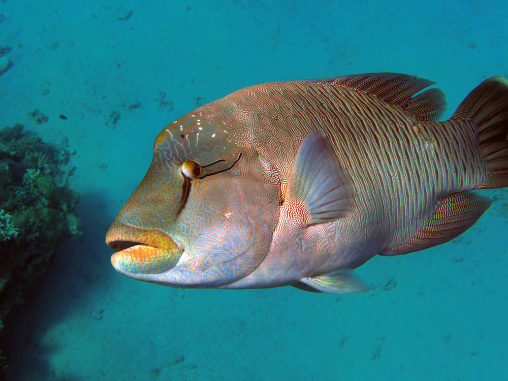 Рыба наполеон в египте