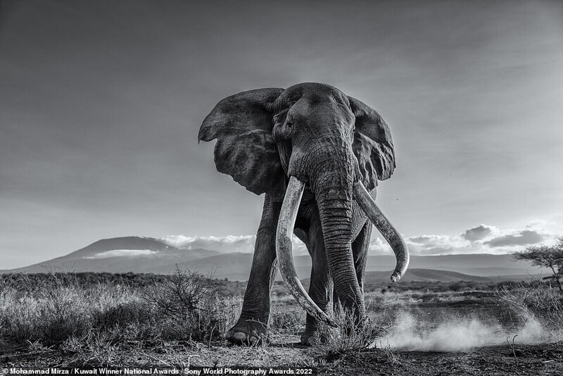 Слон на фоне стратовулкана Килиманджаро, Танзания. Фотограф Mohammed Mirza