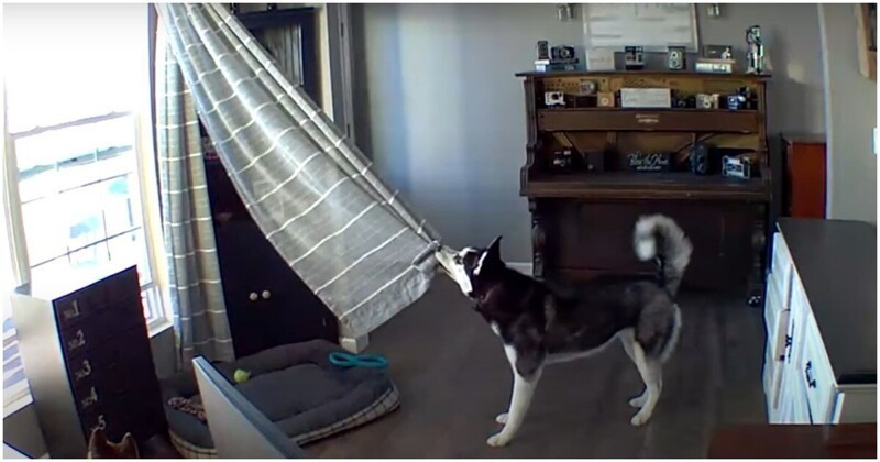 Крик женщины из камеры видеонаблюдения остановил собаку, пытавшуюся сорвать шторы