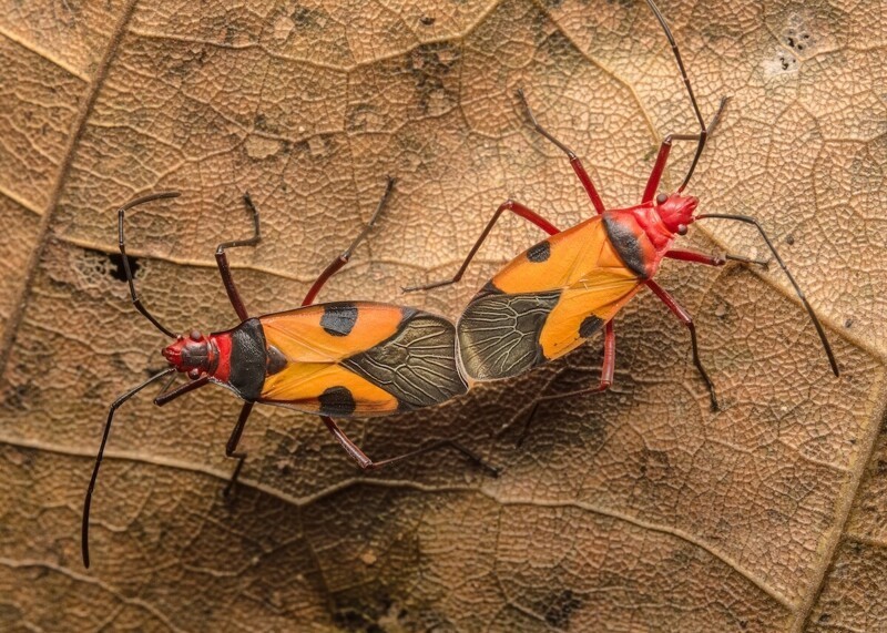 "Бледно-красные жуки во время спаривания", Хуго Комачо, Колумбия - Финалист