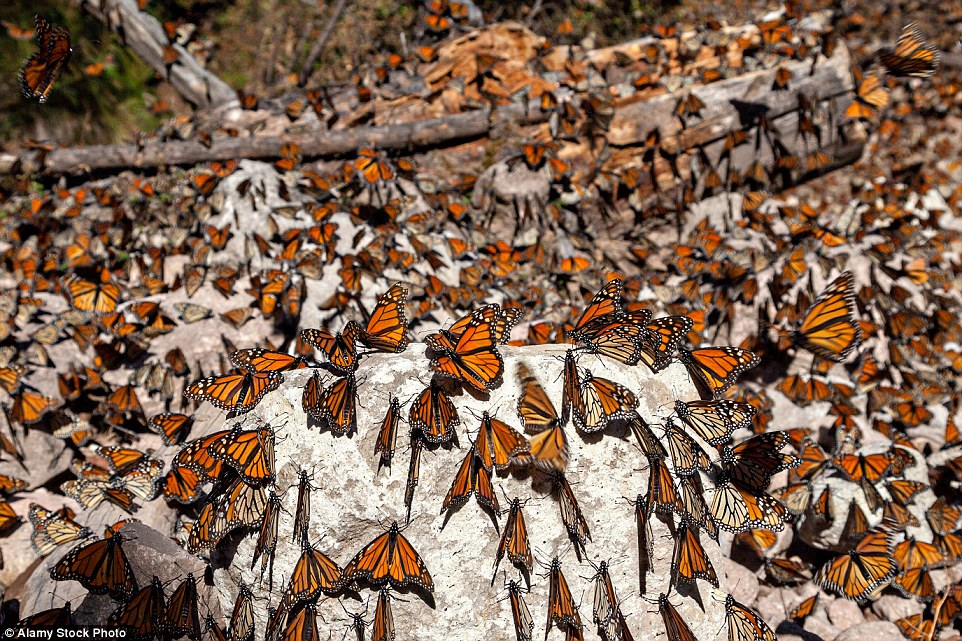 Бабочек легкая стая. Миграция бабочек монархов. Миграция бабочек Данаида Монарх. Биосферный заповедник бабочки Монарх Мексика. Зимовка бабочек монархов в Мексике.