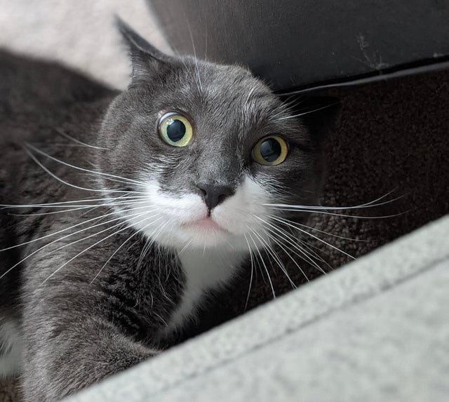15 фотографий котов, которые впали в экзистенциальный кризис