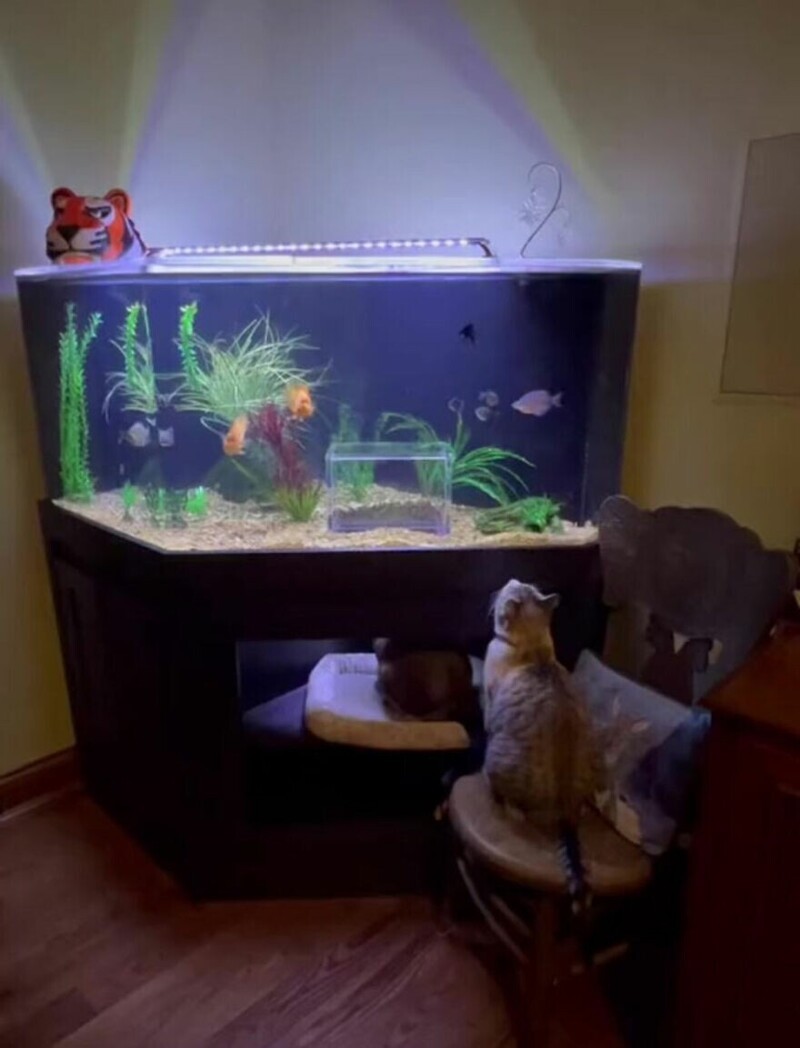 Кот прославился в сети благодаря своему крутому аквариуму