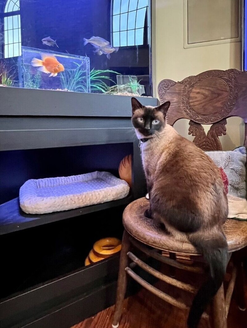 Кот прославился в сети благодаря своему крутому аквариуму