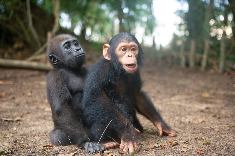 Сиротки гориллы и шимпанзе подружились в заповеднике 